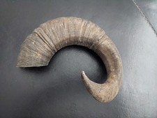 welsh black mountain sheep