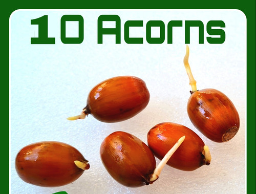 Acorns germinated 2025 - 10,