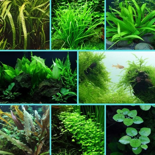 Starter pack aquarium plant - pack,