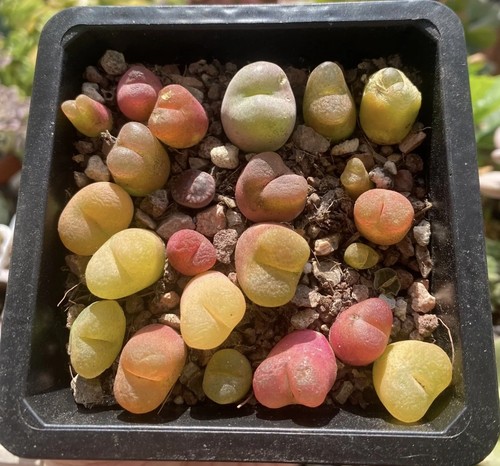 Mixed conophytum maughanii - conophytum,