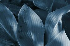 Hosta 'Krossa Regal'