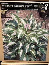 1 HOSTA MEDIOVARIEGATA BARE ROOT PERENNIAL GRADE 1 HARDY GARDEN SUMMER PLANT