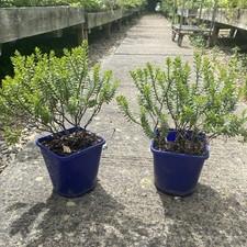 Hebe Buxifolia Shrub In 2 L