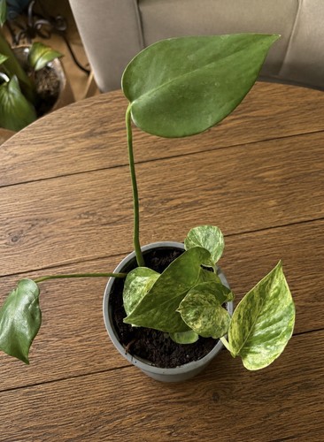 Marble queen pothos - queen, monstera