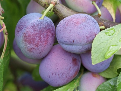 Blue tit patio - plum, pot