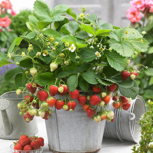 Strawberry sweetheart - strawberry,