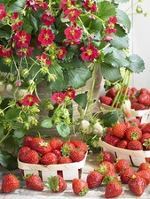 Strawberry Everbearing  'Ruby