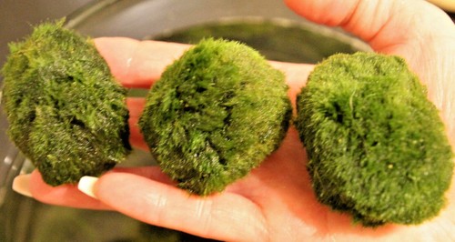 Easy freshwater aquarium plant - aquarium,