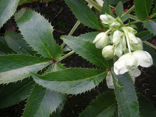 Helleborus hellebore - helleborus,