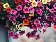 TRAILING PETUNIA BALCONY MIX - APPROX 1000 SEEDS - HYBRIDA PENDULA
