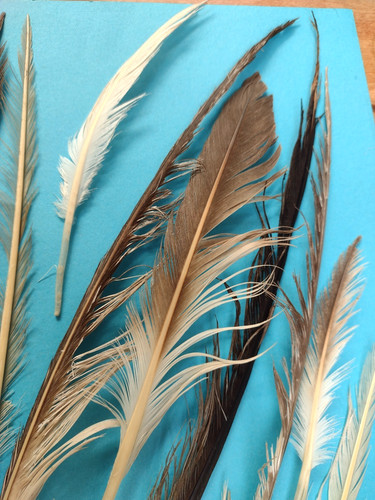 Seagull natural feathers - seagull,