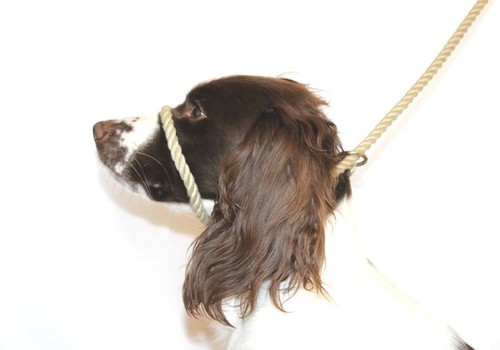 Anti pull figure - anti, dog
