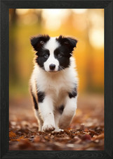 Border Collie Puppy in Autumn
