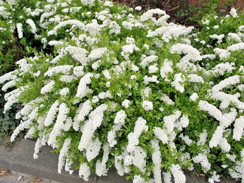 Spiraea arguta white wreath - arguta,
