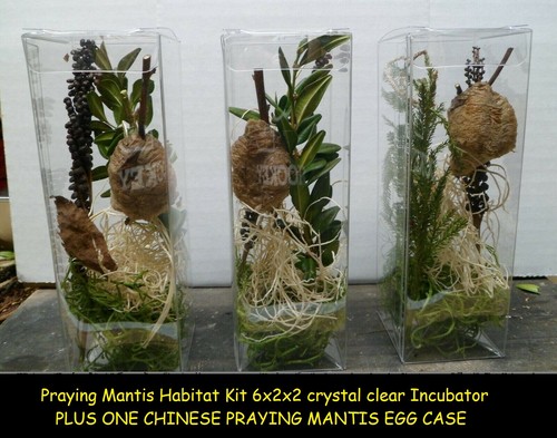 One fresh praying mantis egg - one,