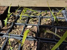 Trachycarpus Fortunei X T