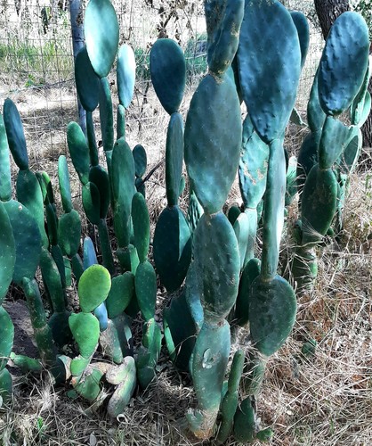 Nopale cactus pads for - nopale,