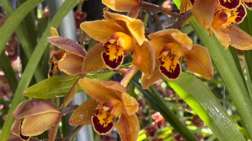 Cymbidium mad mouse brown - cymbidium, 'brown'
