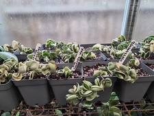 HOYA CARNOSA COMPACTA VARIEGATED ,MAUNA LOA, HOUSE PLANT