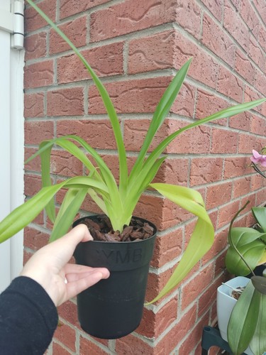 Rare phragmipedium leslie - rare, `leslie