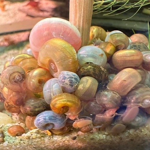 Mixed ramshorn snails - mixed,