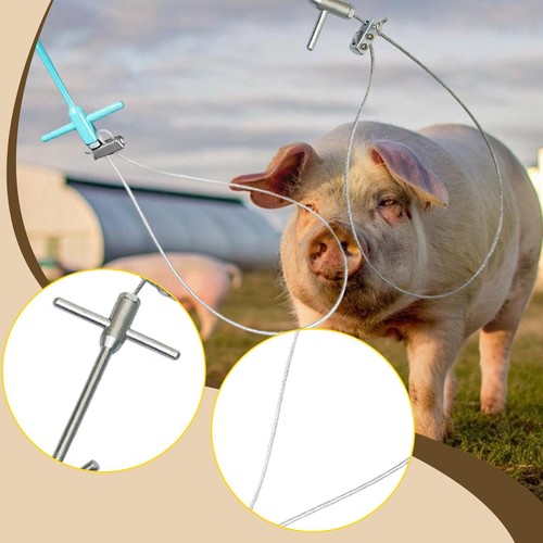 Pig catching tool - pig, livestock