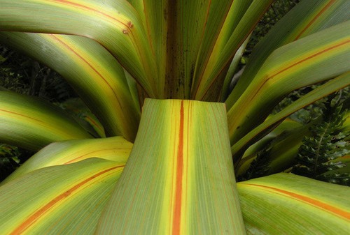 Cordyline palm tree - cordyline,