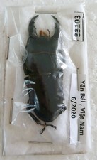 Dark Brown Stag Species Beetle