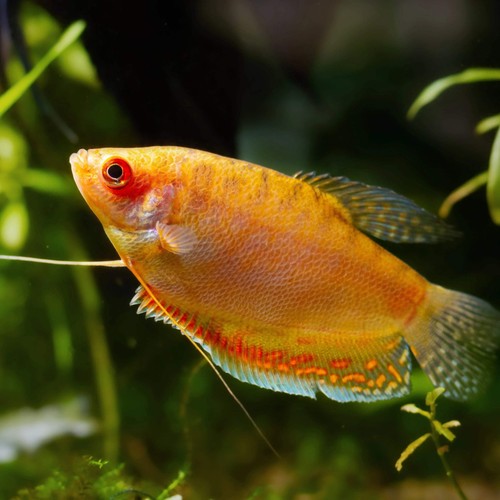 Pack gold gourami live fish - gold,