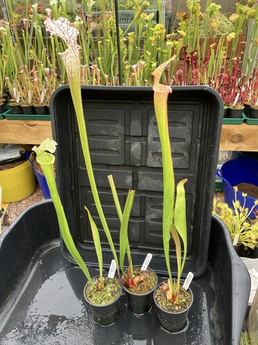 Sarracenia collection - sarracenia,