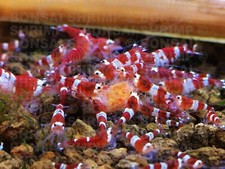 Paprika Punch Shrimp Food for Neo / Caridina Crystal bee Red Cherry Tiger Blue
