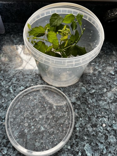 Stick insect enclosure - insect, full