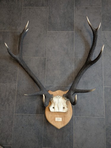 Scottish red deer stag - scottish, antlers