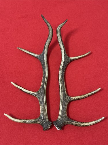 Pair red deer antlers - of,