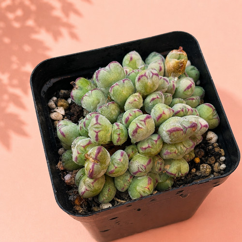 Rare conophytum succulent live - succulent,