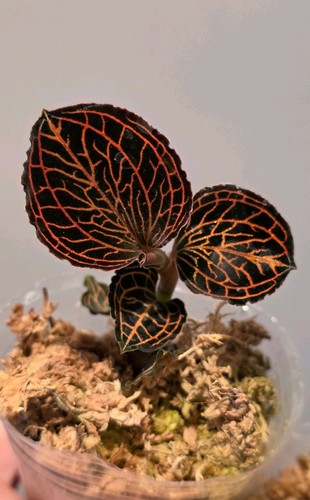 Anoectochilus albolineatus - anoectochilus,