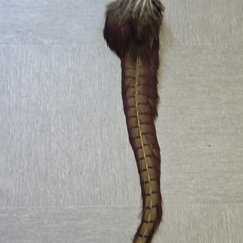 Pheasant tail