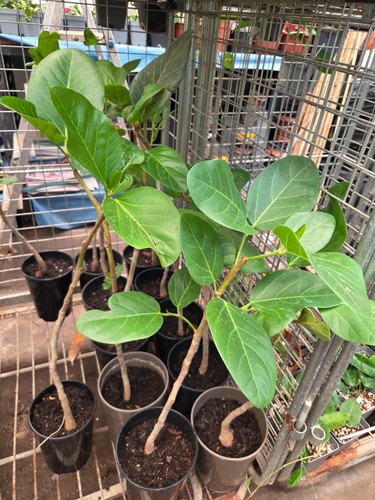 Banyan tree ficus benghalensis - banyan, tree,ficus,benghalensis