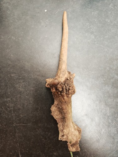 Fallow pricket deer antler - fallow,