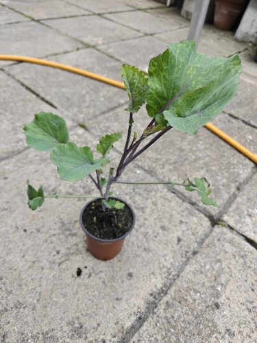 Purple tree collard - collard, kale