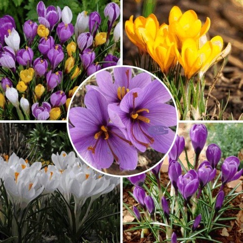 New crocus mixed colours - new!,