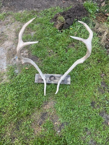 Scottish red deer - scottish,
