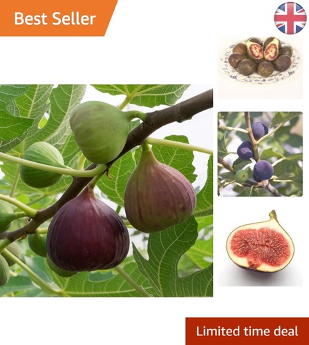Brown turkey fig tree 1 - turkey,