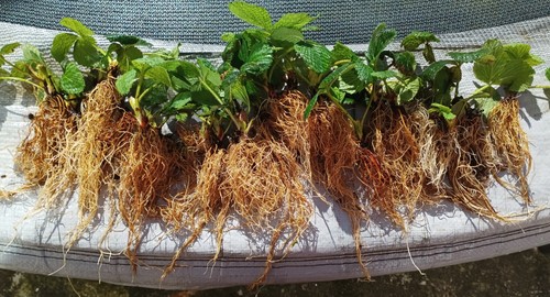Strawberry plant - 6,