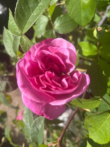 Gertrude jekyll rose - gertrude,