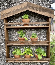 Classic Auricula Theatre Plant