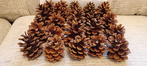 Dried pine cones for - 25,