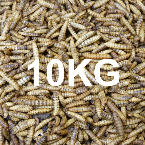 10kg dried calciworms - calciworms, wild