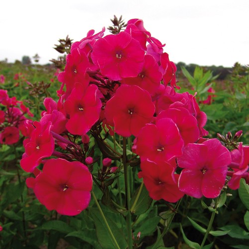 Garden phlox red - riding, hood