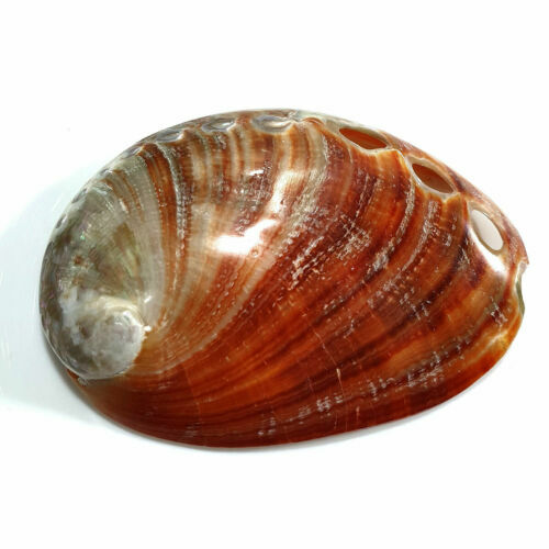Polished red abalone shell - x,